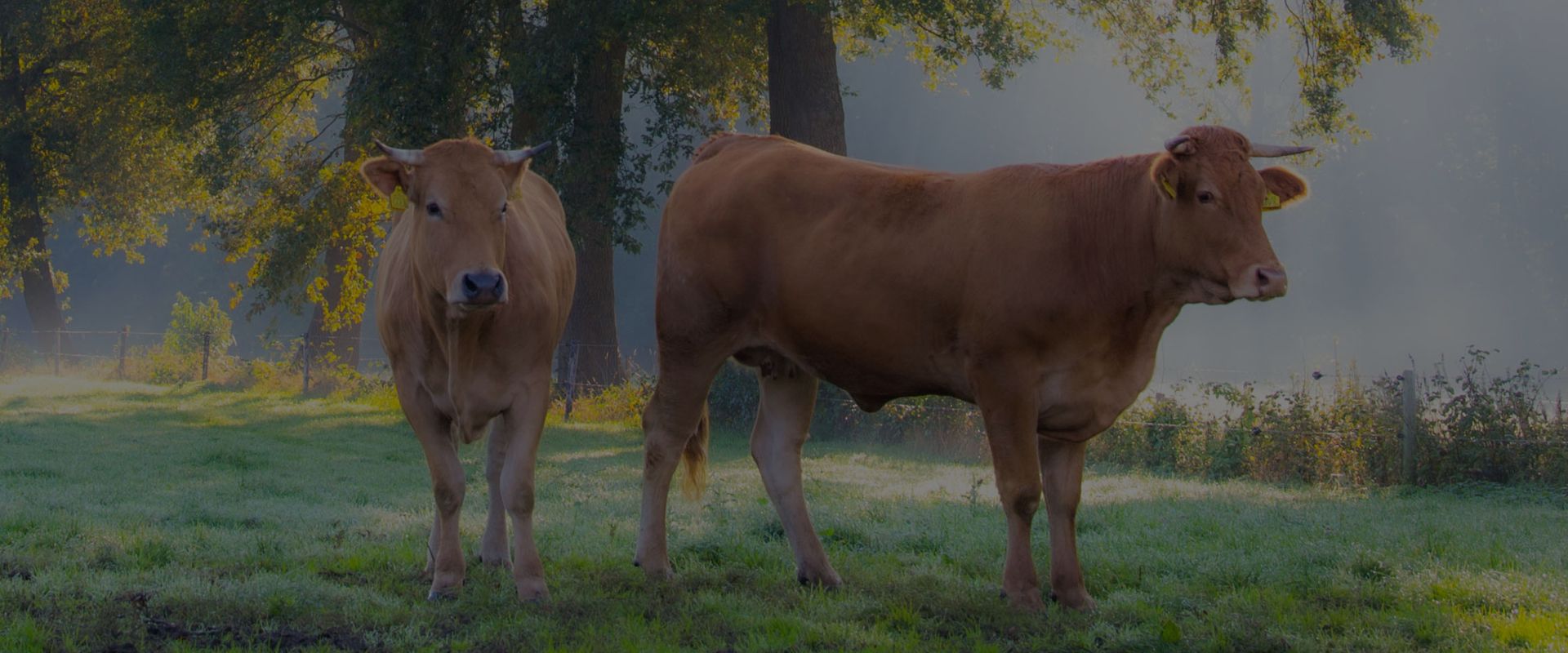 Koeien | Dierenwelzijn | Vleesvee Integratie Twente VIT'S