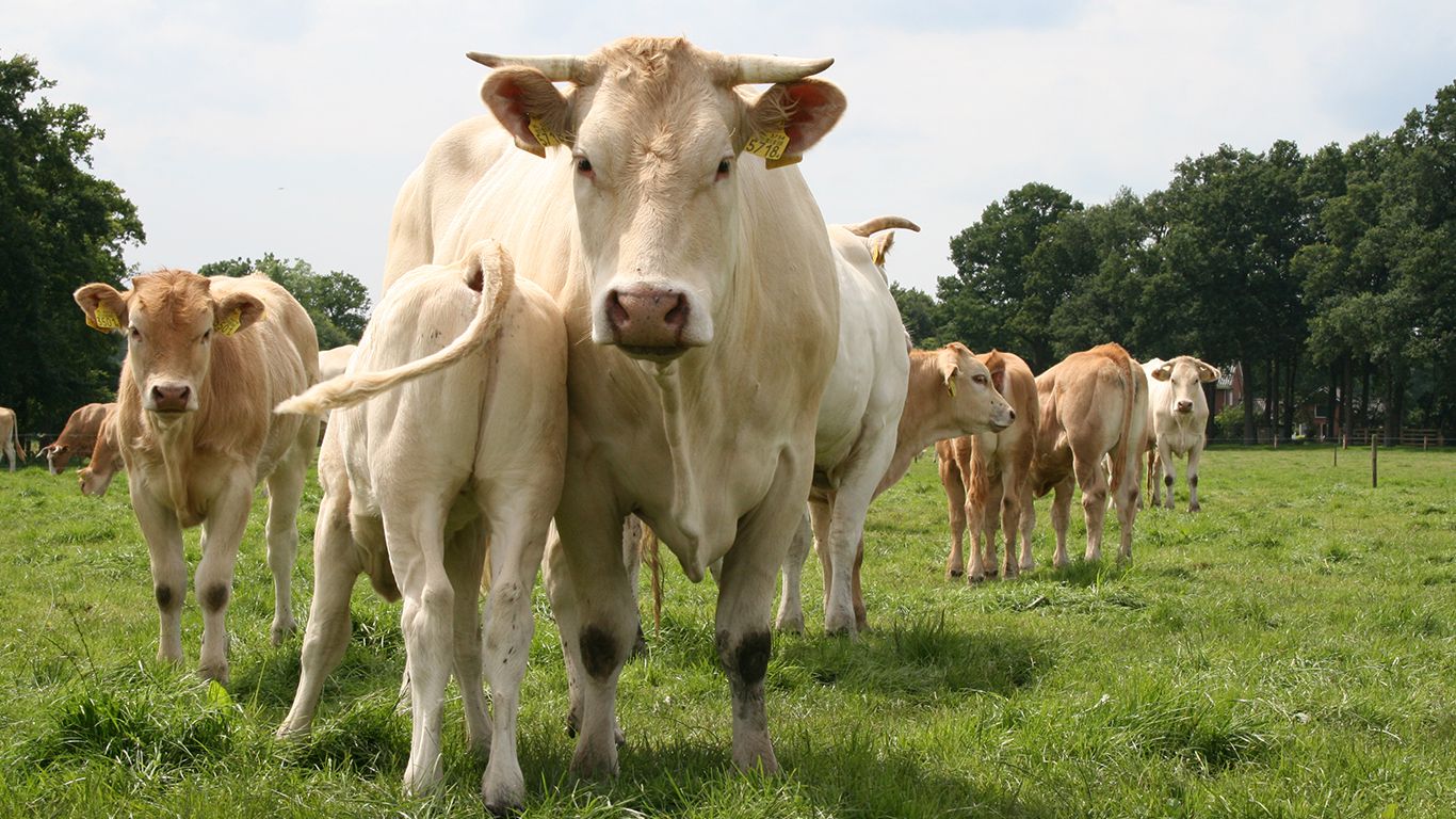 Fokkerij | Ons verhaal | Vleesvee Integratie Twente VIT'S