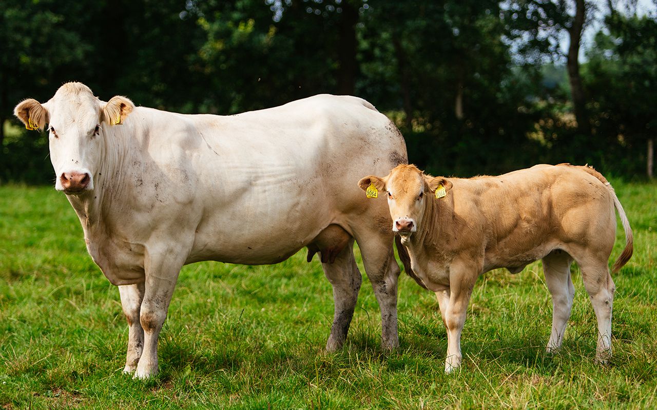 Grazen | Dierenwelzijn | Vleesvee Integratie Twente VIT'S