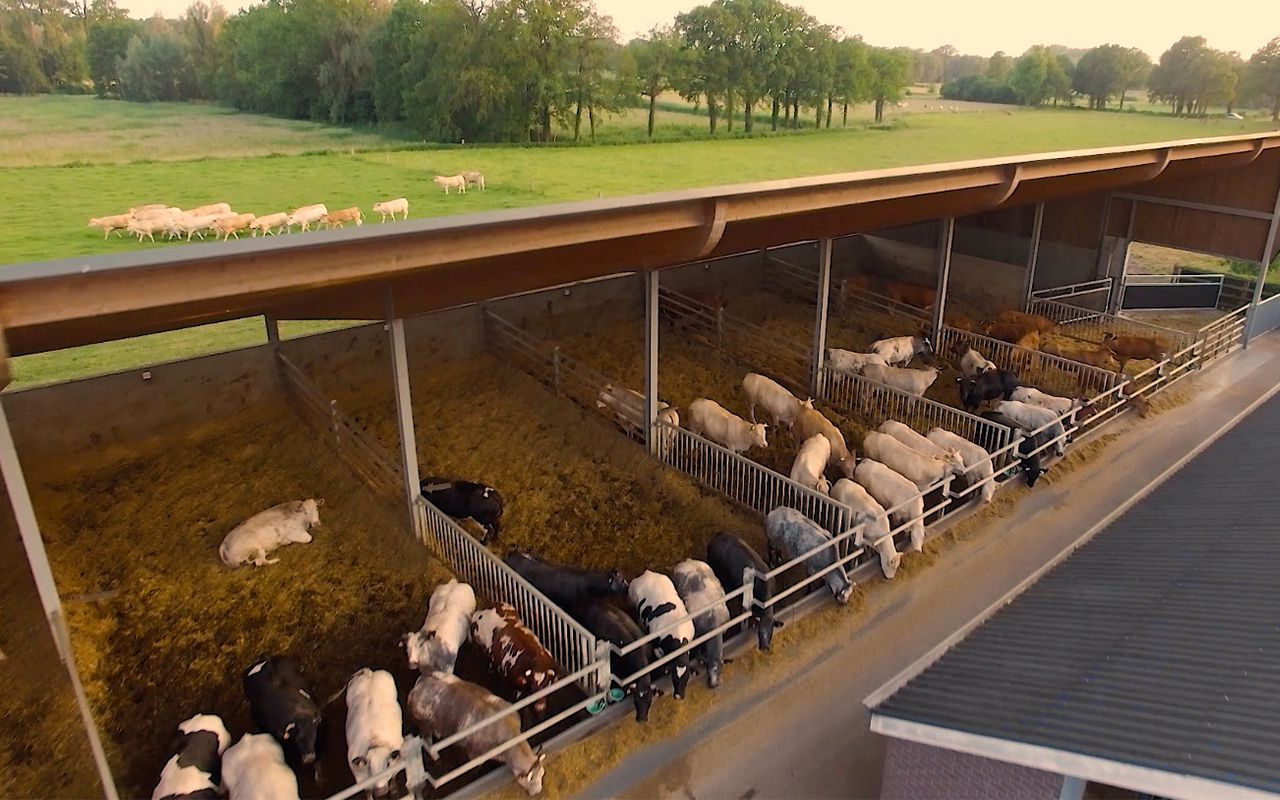 Stal | Dierenwelzijn | Vleesvee Integratie Twente VIT'S