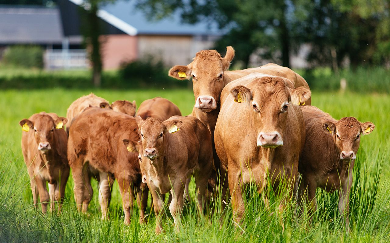 Grazen | Dierenwelzijn | Vleesvee Integratie Twente VIT'S