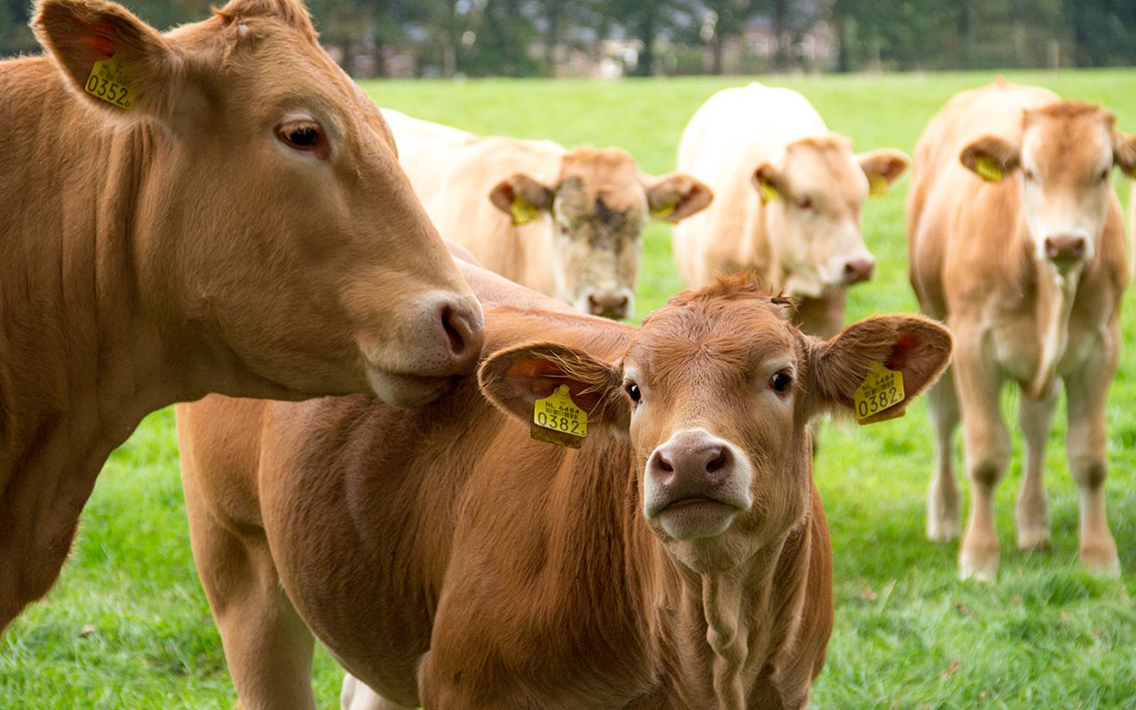 Dierenwelzijn | Vleesvee Integratie Twente VIT'S