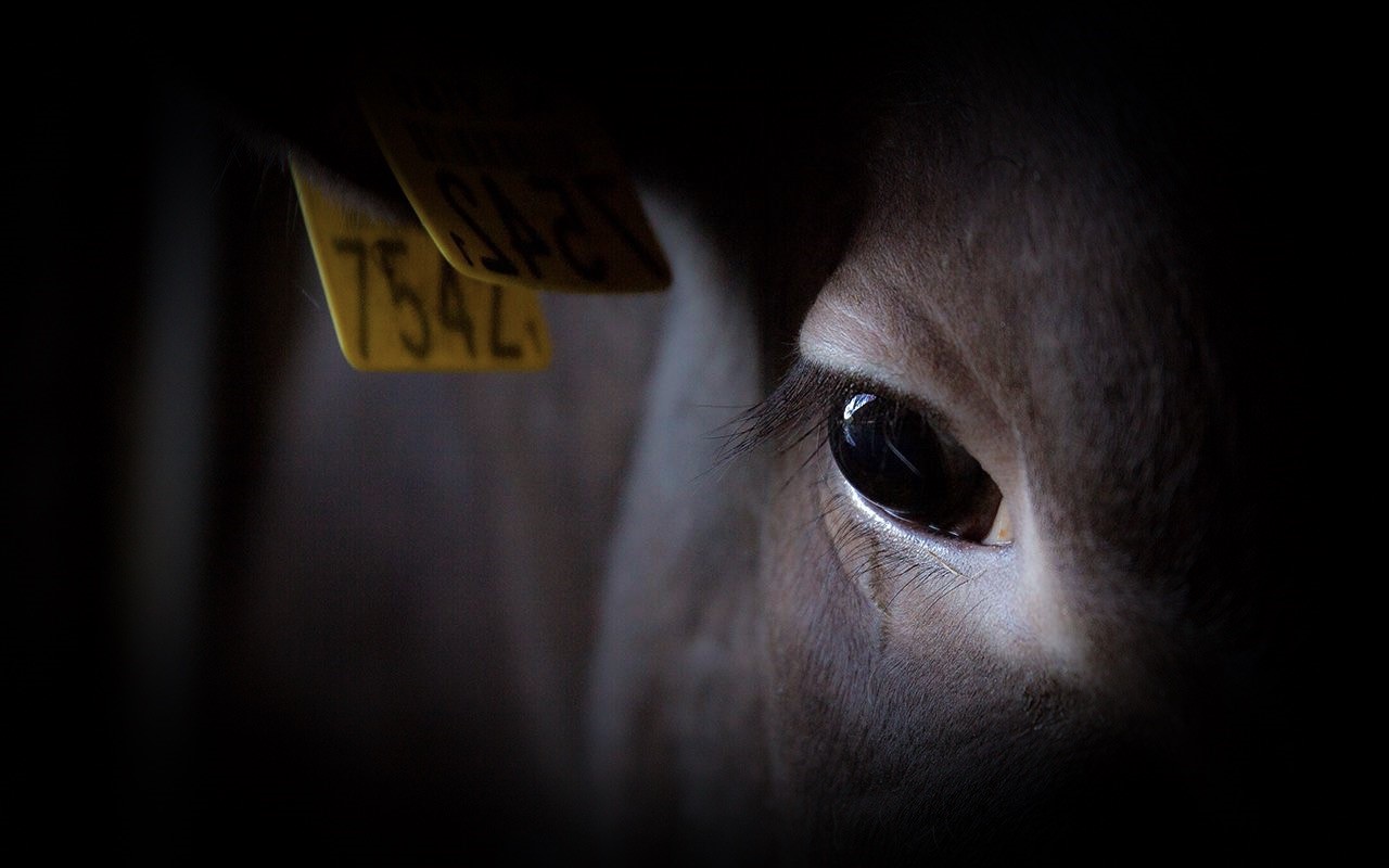 Dierenwelzijn | Vleesvee Integratie Twente VIT'S