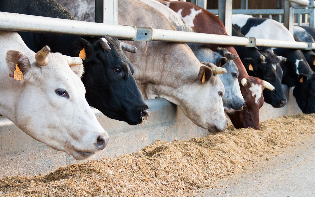 Boerderij | Ons verhaal | Vleesvee Integratie Twente VIT'S