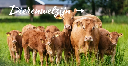 VIT's Rundvlees Twente | dierenwelzijn