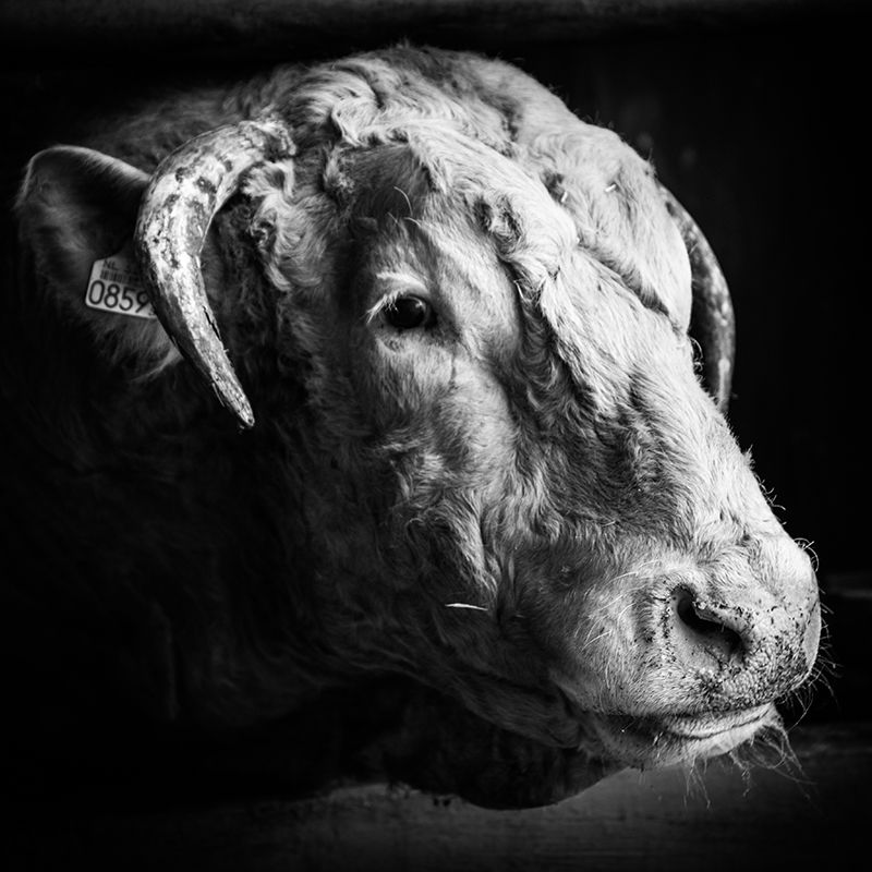 Koe | Vit's Rundvlees Twente